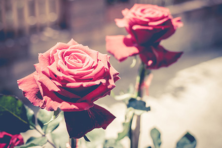 ������û��ץС���ı���